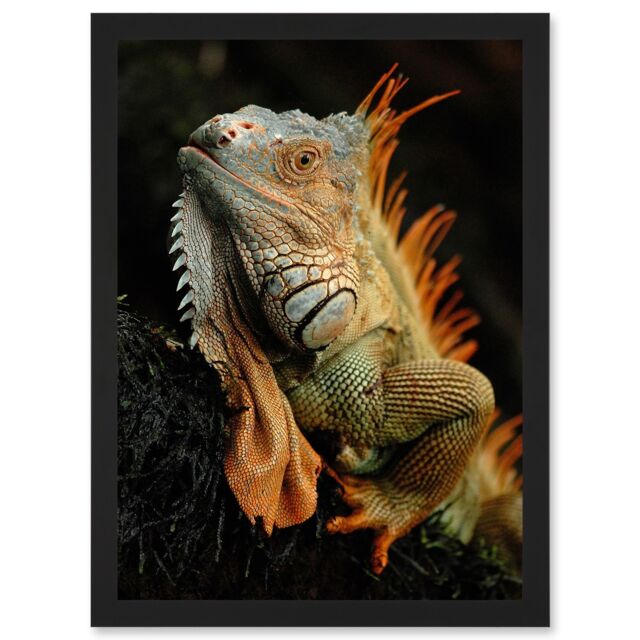 Artery8 Photo Animal Iguana Lizard Reptile Scales Spines Artwork Framed Wall Art Print A4 in Black - image 1