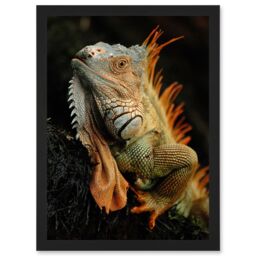 Artery8 Photo Animal Iguana Lizard Reptile Scales Spines Artwork Framed Wall Art Print A4 in Black - thumbnail 1