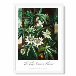 ARTZE Vintage Floral Exhibition - Blue Passion Flower Framed Print SIZE: A2 with White Frame in Green - Size: A4 - thumbnail 1