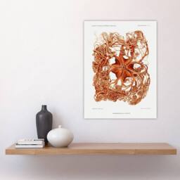 "Artery8 Deep Sea Basket Star Illustration Albert I Wall Art Poster Print in White - Size: W12"" x H16""" - thumbnail 4