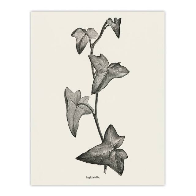 "Artery8 Vintage Botanical Sagittifolia Ivy Hibberd Wall Art Poster Print in White - Size: W24"" x H32""" - image 1
