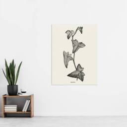 "Artery8 Vintage Botanical Sagittifolia Ivy Hibberd Wall Art Poster Print in White - Size: W24"" x H32""" - thumbnail 4