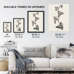 "Artery8 Vintage Botanical Sagittifolia Ivy Hibberd Wall Art Poster Print in White - Size: W24"" x H32""" - thumbnail 3