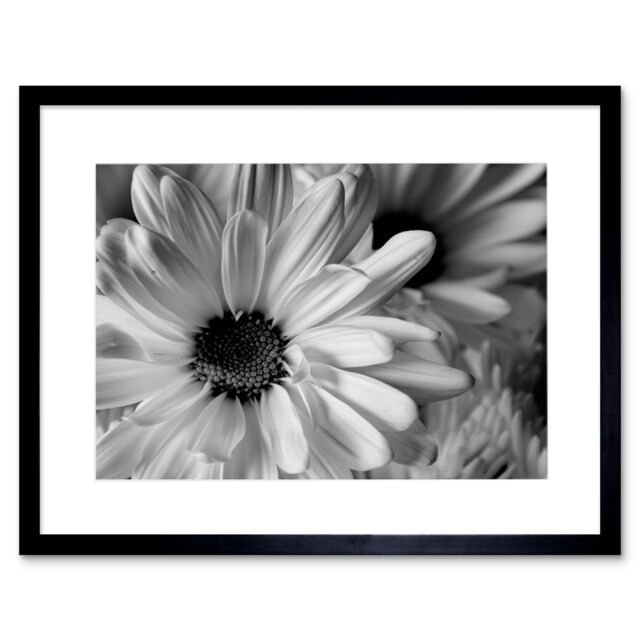 Artery8 Marco Nature Close Up Flower Petals Black & White Floral Photograph Artwork Framed Wall Art Print 12X16 Inch - image 1