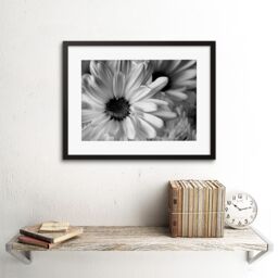 Artery8 Marco Nature Close Up Flower Petals Black & White Floral Photograph Artwork Framed Wall Art Print 12X16 Inch - thumbnail 2