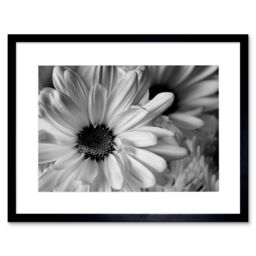 Artery8 Marco Nature Close Up Flower Petals Black & White Floral Photograph Artwork Framed Wall Art Print 12X16 Inch - thumbnail 1