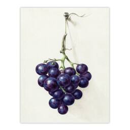 Artery8 Jean Bernard Framed Wall Art Print Bunch of Blue Grapes Oil Painting in White - Size: A4 - thumbnail 3