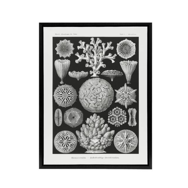 "Artery8 Hexacorallia Marine Life Illustration Haeckel Framed Canvas Wall Art in Black - Size: W12"" x H16""" - image 1
