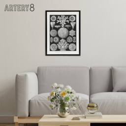 "Artery8 Hexacorallia Marine Life Illustration Haeckel Framed Canvas Wall Art in Black - Size: W12"" x H16""" - thumbnail 3