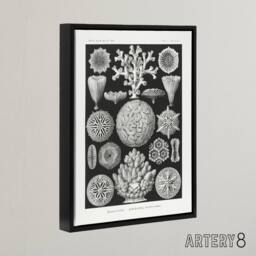 "Artery8 Hexacorallia Marine Life Illustration Haeckel Framed Canvas Wall Art in Black - Size: W12"" x H16""" - thumbnail 2