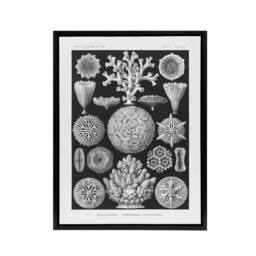 "Artery8 Hexacorallia Marine Life Illustration Haeckel Framed Canvas Wall Art in Black - Size: W12"" x H16""" - thumbnail 1