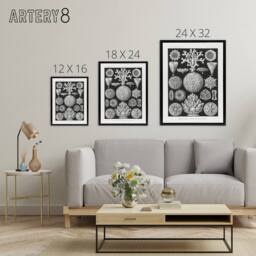 "Artery8 Hexacorallia Marine Life Illustration Haeckel Framed Canvas Wall Art in Black - Size: W12"" x H16""" - thumbnail 4
