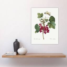 "Artery8 Redcurrant Berries & Butterfly Redoute Vintage Wall Art Print Poster in White - Size: W12"" x H16""" - thumbnail 4