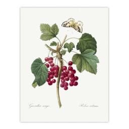"Artery8 Redcurrant Berries & Butterfly Redoute Vintage Wall Art Print Poster in White - Size: W12"" x H16""" - thumbnail 1