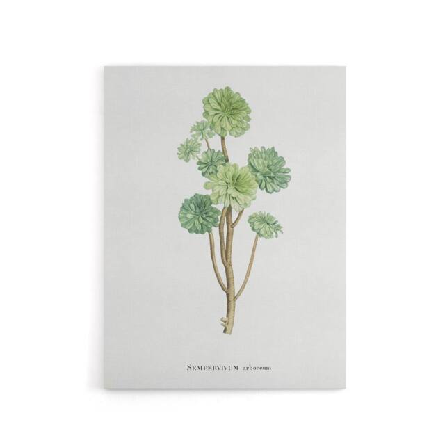 "Artery8 Tree Houseleek Succulent Redoute Vintage Canvas Wall Art in White - Size: W18"" x H24""" - image 1