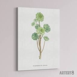 "Artery8 Tree Houseleek Succulent Redoute Vintage Canvas Wall Art in White - Size: W18"" x H24""" - thumbnail 2