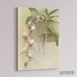 "Artery8 Frederick Sander Angraecum Caudatum Orchid Flowers Canvas Art Print - Size: W12"" x H16""" - thumbnail 2
