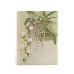 "Artery8 Frederick Sander Angraecum Caudatum Orchid Flowers Canvas Art Print - Size: W12"" x H16""" - thumbnail 1