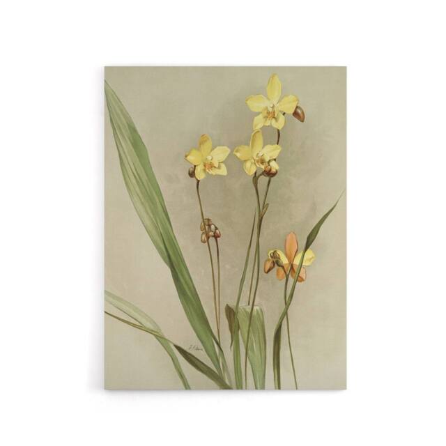 "Artery8 F Sander Spathoglottis Kimballiana Orchid Flowers Canvas Art Print - Size: W12"" x H16""" - image 1