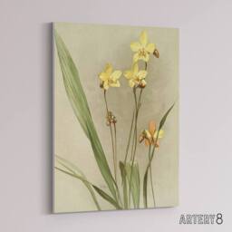 "Artery8 F Sander Spathoglottis Kimballiana Orchid Flowers Canvas Art Print - Size: W12"" x H16""" - thumbnail 2