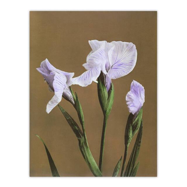 "Artery8 Japanese Water Iris Flower Vintage Japan Wall Art Print Kazumasa in Brown - Size: W12"" x H16""" - image 1