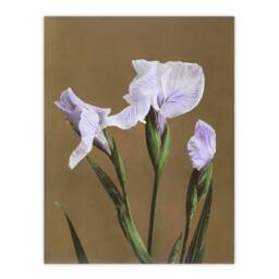 "Artery8 Japanese Water Iris Flower Vintage Japan Wall Art Print Kazumasa in Brown - Size: W12"" x H16""" - thumbnail 1
