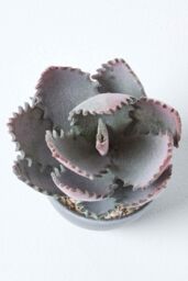Homescapes Purple & Green Aloe Vera Artificial Succulent in Grey Pot - thumbnail 3