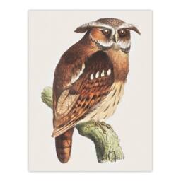 Artery8 Theo van Hoytema Framed Wall Art Print Eagle Owl Perched on a Branch in Brown - Size: A4 - thumbnail 3