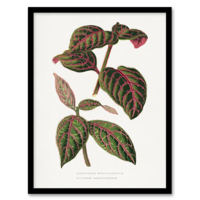 Artery8 AF Lydon B Fawcett Eranthemum Sanguinolentum Leaves Framed Art Print in White - Size: A4 - image 1