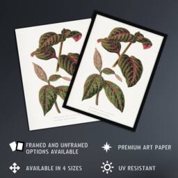 Artery8 AF Lydon B Fawcett Eranthemum Sanguinolentum Leaves Framed Art Print in White - Size: A4 - thumbnail 2