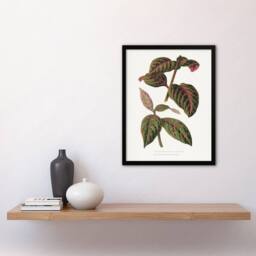 Artery8 AF Lydon B Fawcett Eranthemum Sanguinolentum Leaves Framed Art Print in White - Size: A4 - thumbnail 4