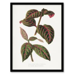 Artery8 AF Lydon B Fawcett Eranthemum Sanguinolentum Leaves Framed Art Print in White - Size: A4 - thumbnail 1