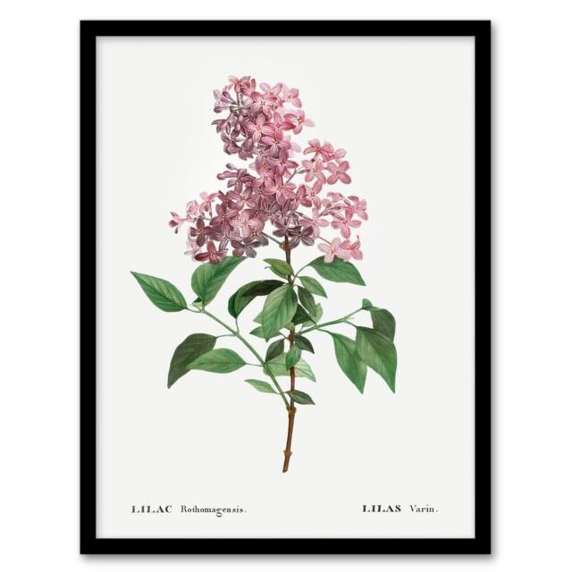 "Artery8 Chinese Lilac Floral Redoute Vintage Framed Wall Art Print in White - Size: W12"" x H16""" - image 1
