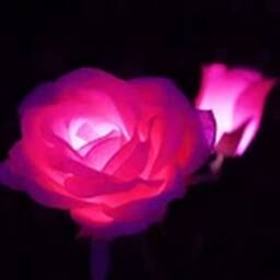 Havendro Pink Solar Power LED 5 Head Rose Flower Stake Lights Garden - thumbnail 3