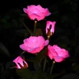 Havendro Pink Solar Power LED 5 Head Rose Flower Stake Lights Garden - thumbnail 2