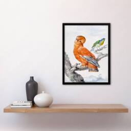 Artery8 Aert Schouman Framed Wall Art Two Exotic Birds Watercolour Painting in White - Size: A4 - thumbnail 2
