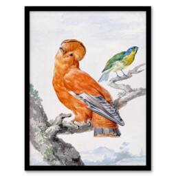 Artery8 Aert Schouman Framed Wall Art Two Exotic Birds Watercolour Painting in White - Size: A4 - thumbnail 1