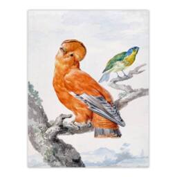 Artery8 Aert Schouman Framed Wall Art Two Exotic Birds Watercolour Painting in White - Size: A4 - thumbnail 3