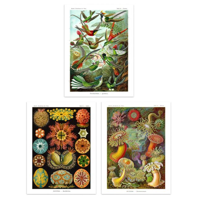 "Artery8 Wall Art Print Set of 3 Hummingbirds & Sea Anemones Haeckel Colourful Vintage s Living Room Poster s Pack in Green - Size: W12"" x H16""" - image 1