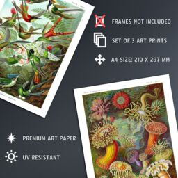 "Artery8 Wall Art Print Set of 3 Hummingbirds & Sea Anemones Haeckel Colourful Vintage s Living Room Poster s Pack in Green - Size: W12"" x H16""" - thumbnail 4