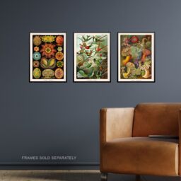 "Artery8 Wall Art Print Set of 3 Hummingbirds & Sea Anemones Haeckel Colourful Vintage s Living Room Poster s Pack in Green - Size: W12"" x H16""" - thumbnail 2