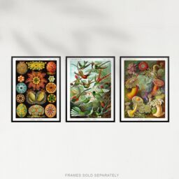 "Artery8 Wall Art Print Set of 3 Hummingbirds & Sea Anemones Haeckel Colourful Vintage s Living Room Poster s Pack in Green - Size: W12"" x H16""" - thumbnail 5