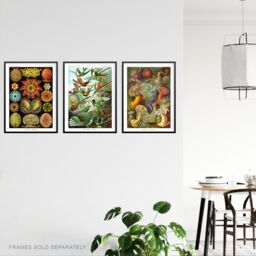 "Artery8 Wall Art Print Set of 3 Hummingbirds & Sea Anemones Haeckel Colourful Vintage s Living Room Poster s Pack in Green - Size: W12"" x H16""" - thumbnail 3