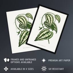 Artery8 AF Lydon Benjamin Fawcett Smilax Macrophylla Vine Framed Art Print in White - Size: A4 - thumbnail 2