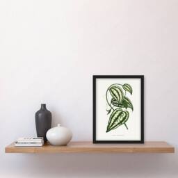 Artery8 AF Lydon Benjamin Fawcett Smilax Macrophylla Vine Framed Art Print in White - Size: A4 - thumbnail 4