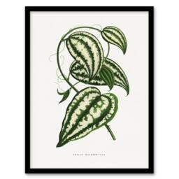 Artery8 AF Lydon Benjamin Fawcett Smilax Macrophylla Vine Framed Art Print in White - Size: A4 - thumbnail 1