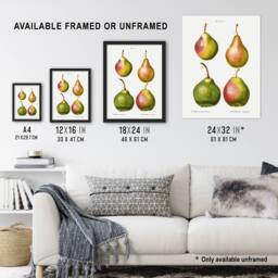 Artery8 Pear Fruit Illustration Redoute Vintage Framed Wall Art Print in White - Size: A4 - thumbnail 3
