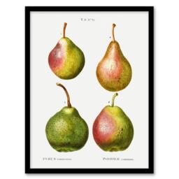 Artery8 Pear Fruit Illustration Redoute Vintage Framed Wall Art Print in White - Size: A4 - thumbnail 1