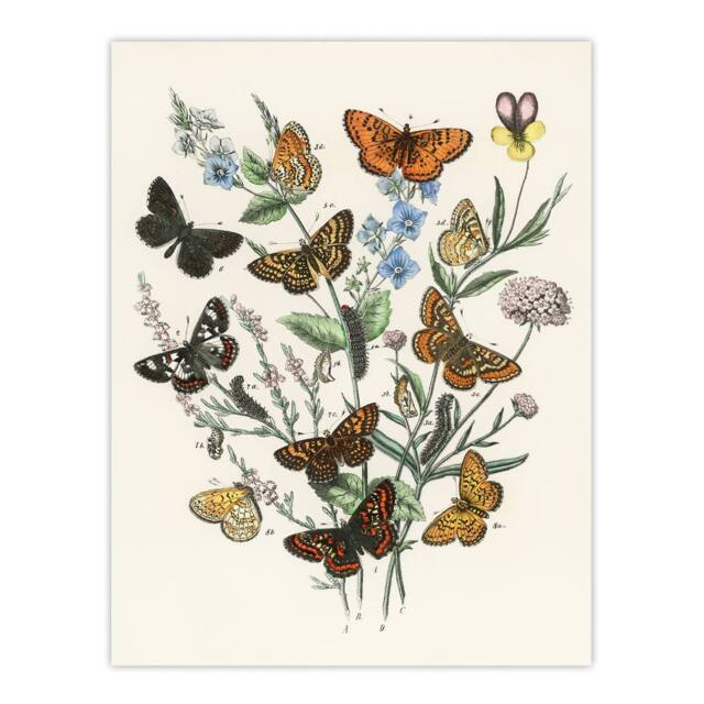 "Artery8 Butterflies & Caterpillars Kirby Vintage Wall Art Print Poster in White - Size: W12"" x H16""" - image 1