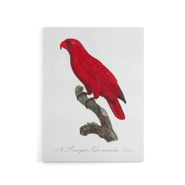 "Artery8 The Cardinal Lory Parrot Francois Levaillant Canvas Wall Art Print in White - Size: W12"" x H16""" - image 1